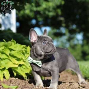 Marco, French Bulldog Puppy